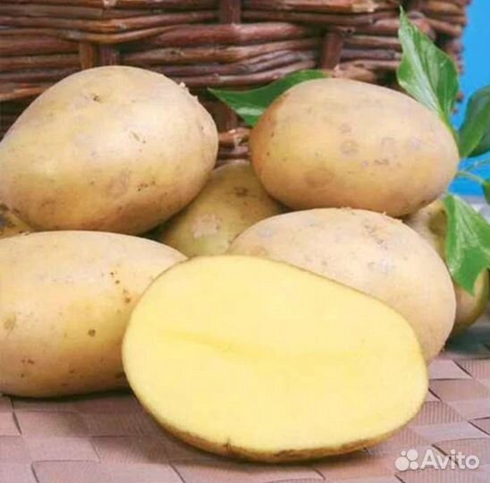 Продам картофель