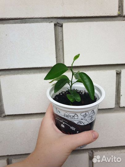 Комнатные растения плектрантус, фикус, мандарин