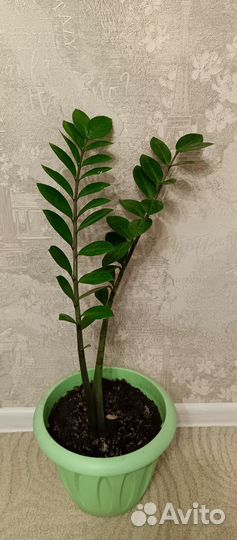 Замиокулькас