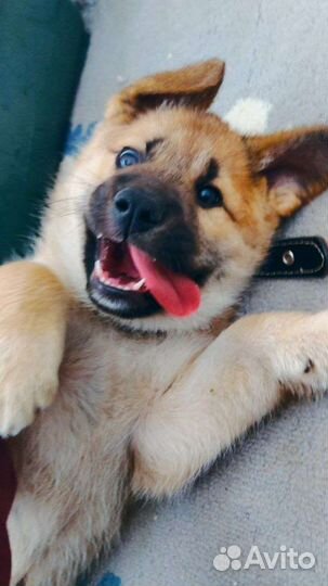 Отдадим щенка в хорошие руки