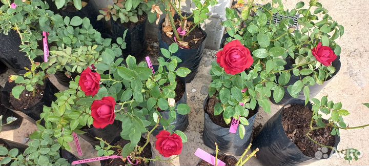 Розы саженцы зкс