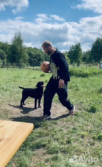 Передержка собак в домашних условиях