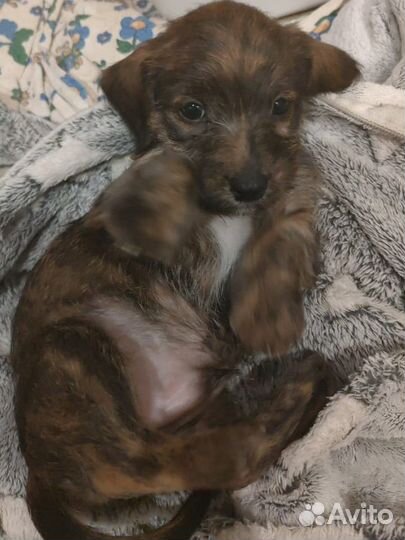 Отдам в добрые руки