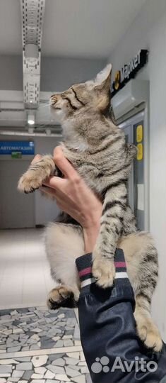 Кошка в дар