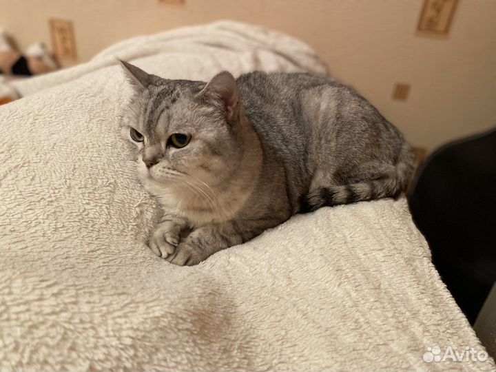 Шотланка прямоухая