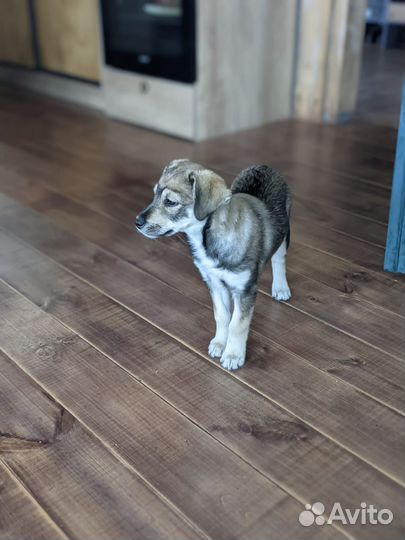 Спальчарка