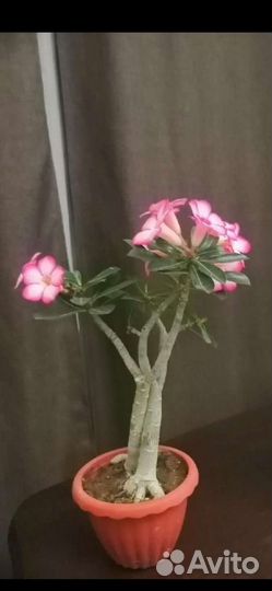Адениум роза пустыни
