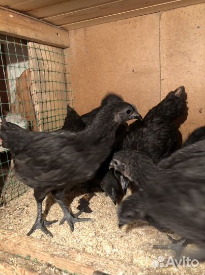 Куры, Петухи Ухейилюй, инкубационное яйцо