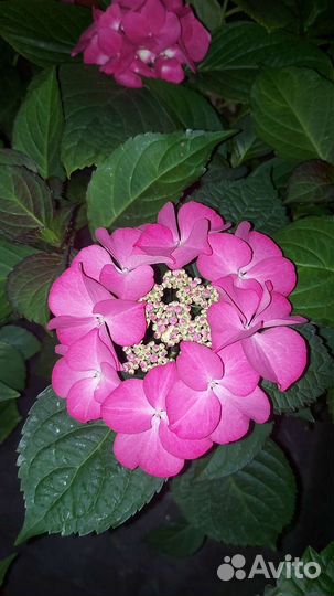 Гортензия крупнолистная