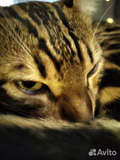 Бенгальский кот на вязку