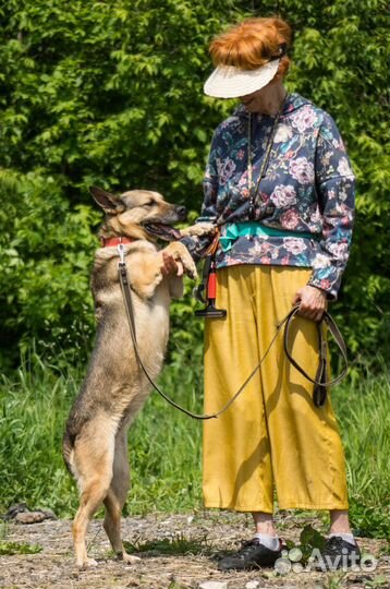 Самая любвеобильная собака