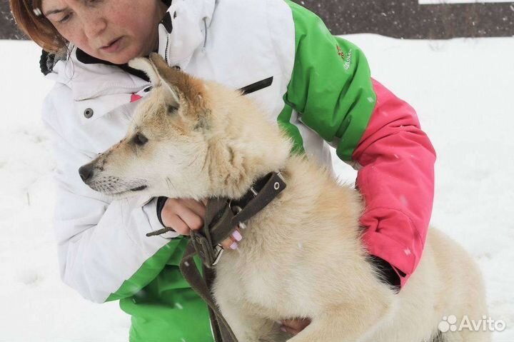 Лайка помесь в свой дом