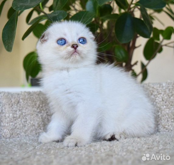 Шотландская