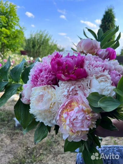 Живые цветы букеты