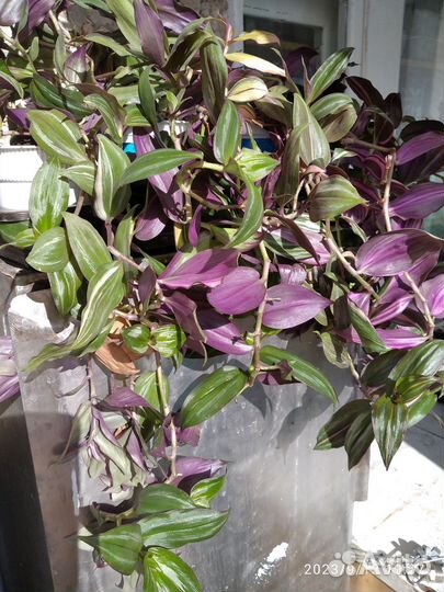 Традесканция трехцветная пурпуза