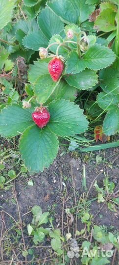 Кусты клубники,2шт,ремонтантная,безусая