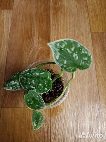 Сциндапсус,эпипремнум