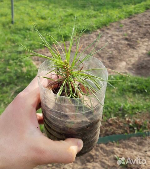 Кедр Корейский саженцы зкс