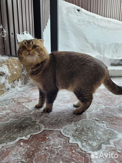 Шотландский кот вязка