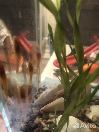 Сомики анцитрусы