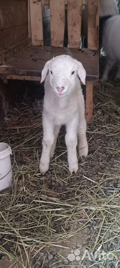 Овцы, бараны, ягнята дорпера, катум, мясо баранина