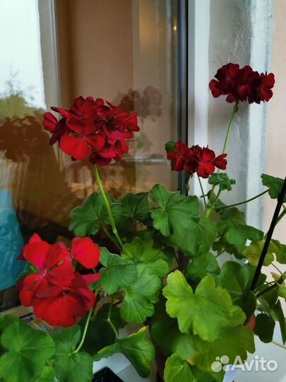 Герань пеларгония