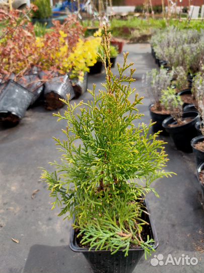 Туя Смарагд