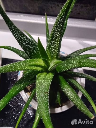 Хавортия полосатая