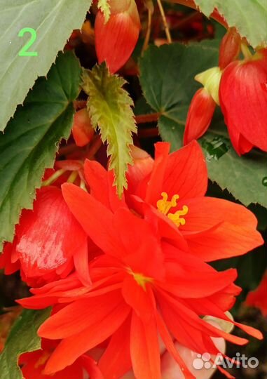 Бегония belleconia