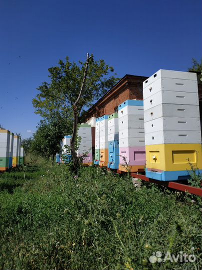 Продаю пчелопакеты порода карника и карпатка