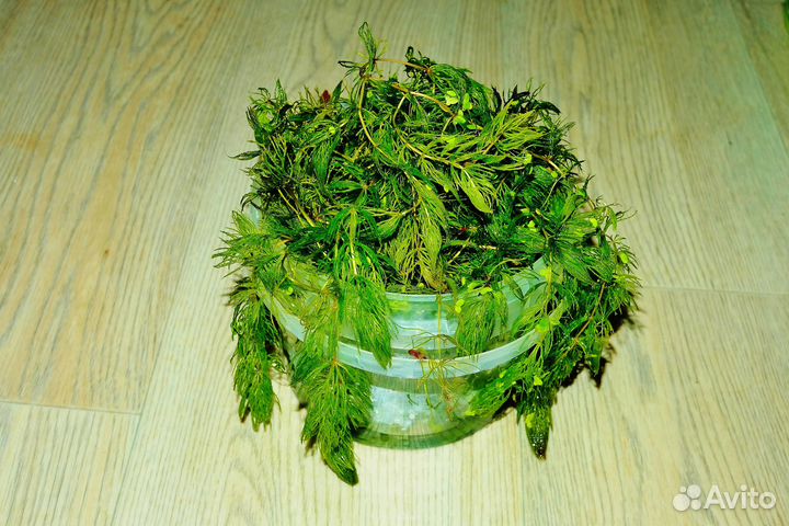 Аквариумные растения