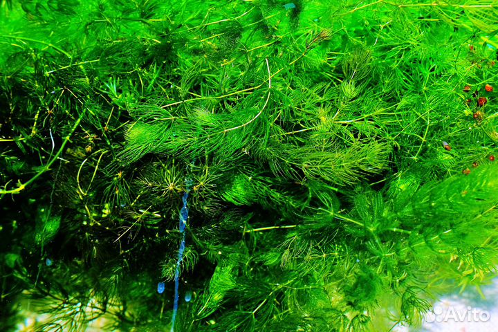 Аквариумные растения