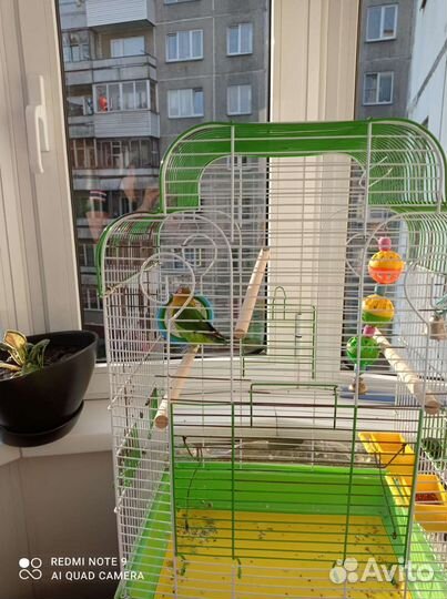 Попугай неразлучник. Нужен мальчик для птенцов