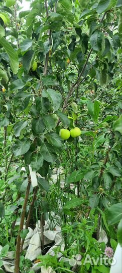 Рождественская яблоня