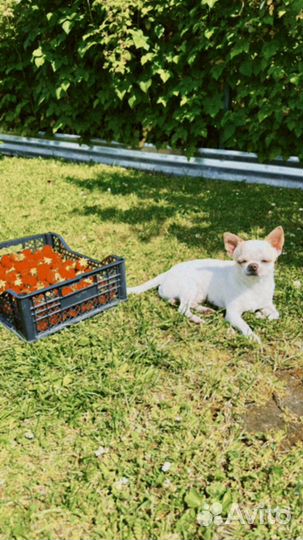 Вязка кобель чихуахуа Москва