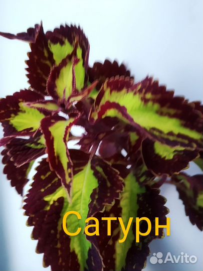 Колеусы срезы