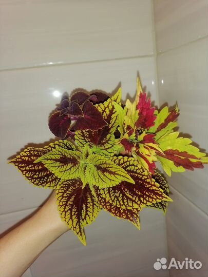 Колеус набор