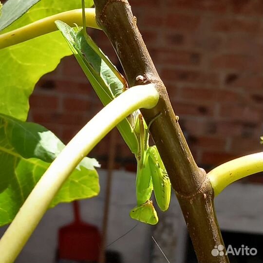 Оотека богомола