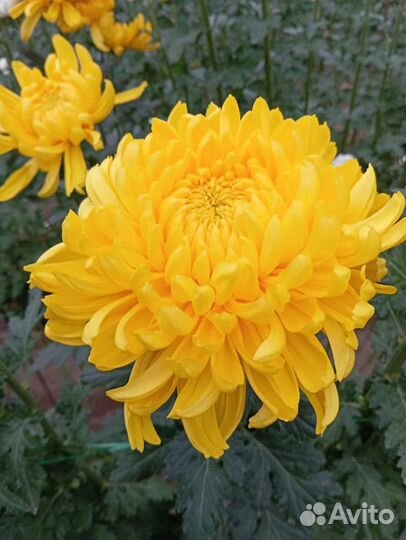 Хризантема шаровидная