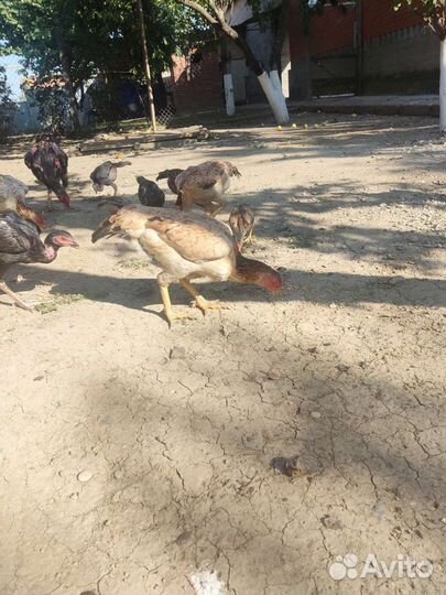 Бойцовая птица