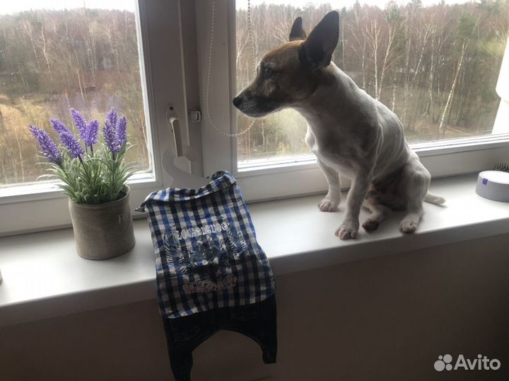 Собачий костюм