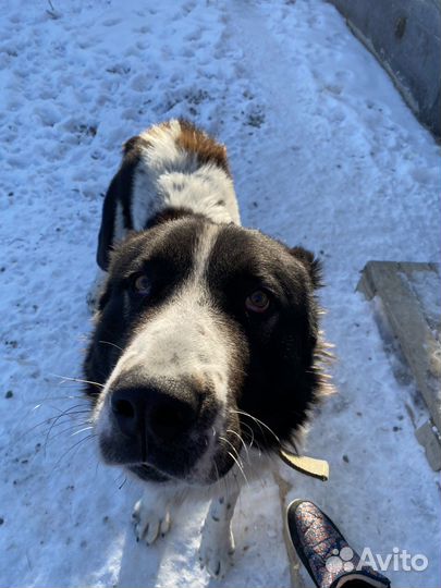 Вязка алабай. Кабель