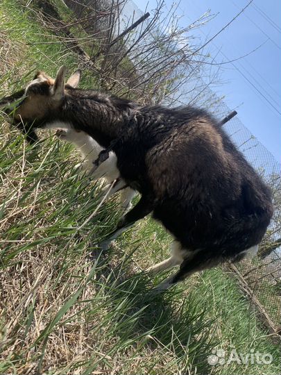 Коза с козлятами