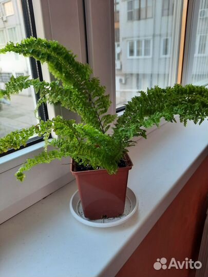 Папоротник кудрявый