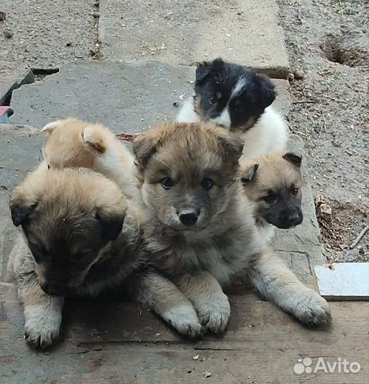 Щенки помесь