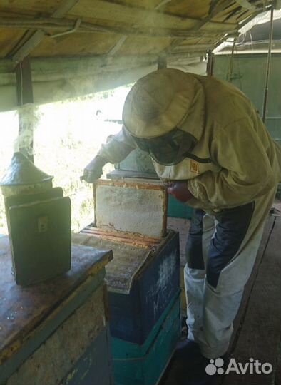 Продаю мёд