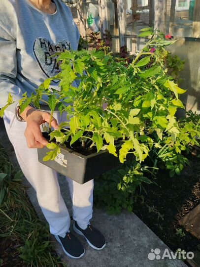 Рассада помидор