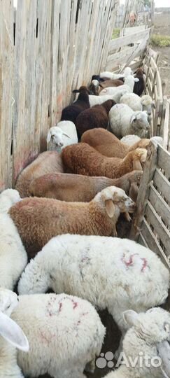 Ягнята помеси