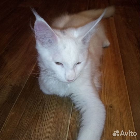 Котята мейн-кун