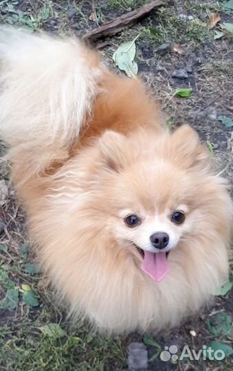 Девочка мини